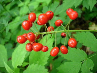Actaea Rubra