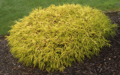 Chamaecyparis Pisifera 'Aurea'