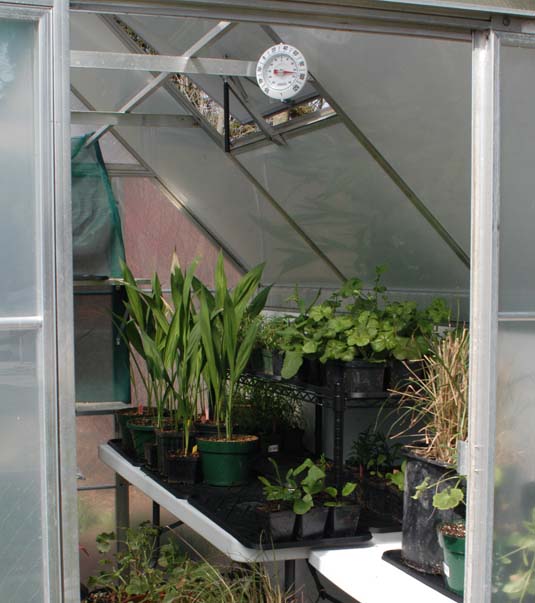 Small greenhouse interior