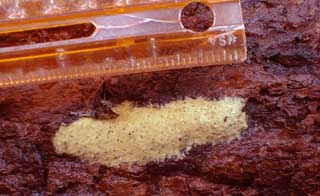 Gypsy moth egg mass