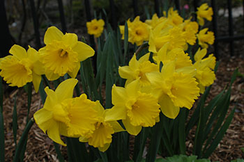 Dutch Master Daffodils